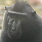 Celebes crested macaque