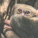 Tarsier