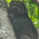 cuscus
