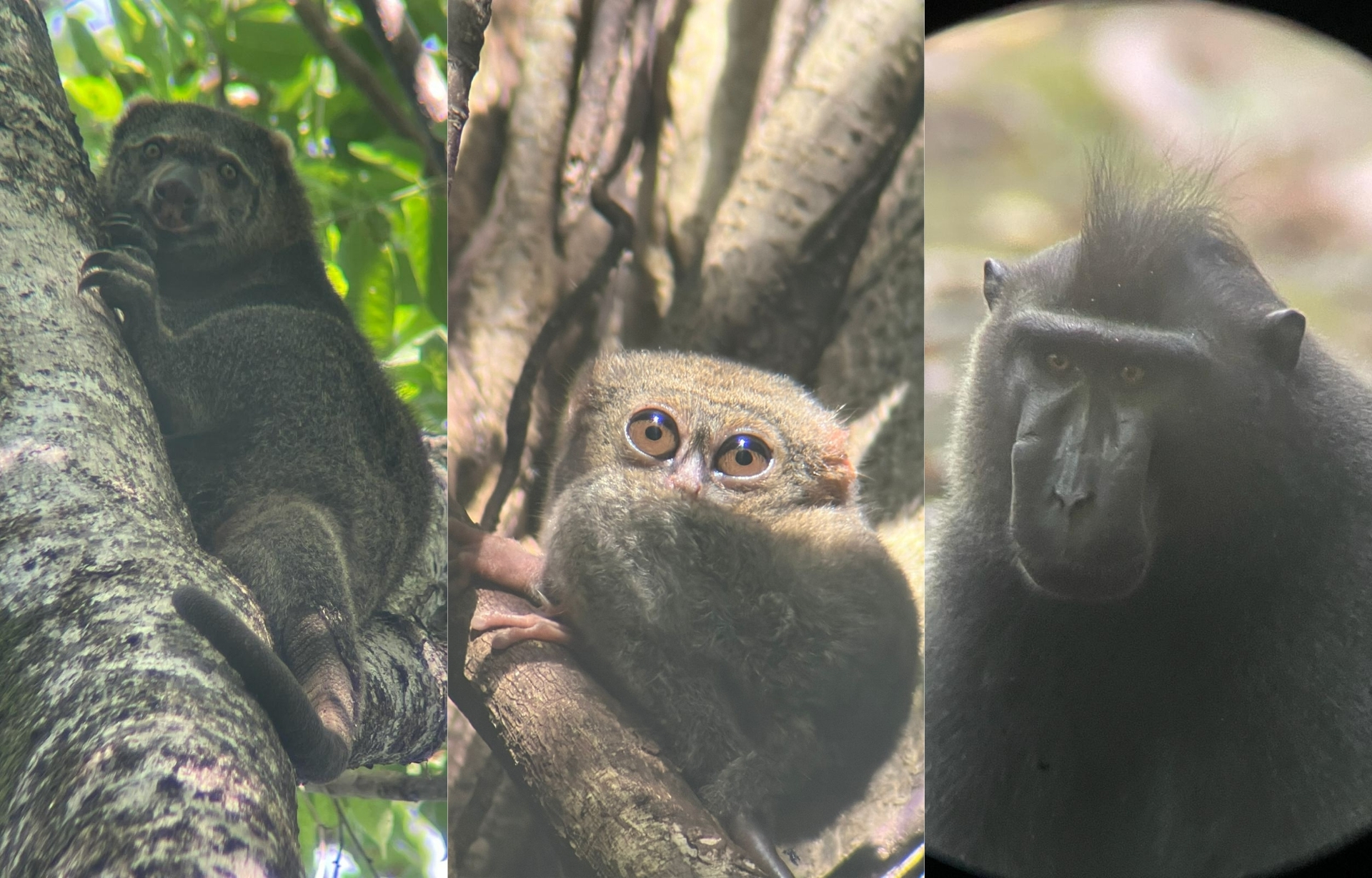 Explore Manado - Tangkoko