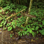 tunan waterfall